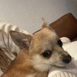 2nd Image of Cookie, Lost Dog