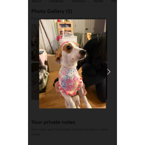 Image of Willow, Lost Dog