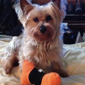 Lost Dog Gianni