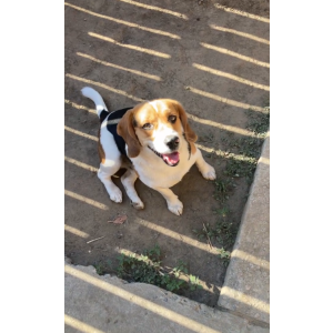 Lost Dog Bruno