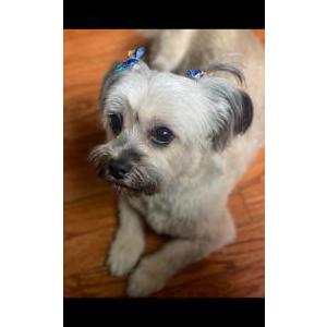 Lost Dog Princess
