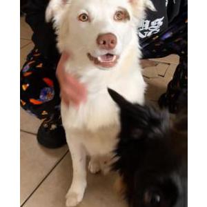 Image of Ace, Lost Dog