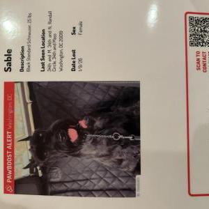 Lost Dog Sable