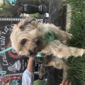 Image of Keila, Lost Dog