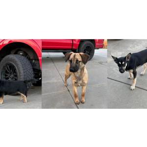Found Dog Unknown
