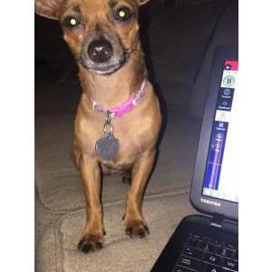 Image of Lucy, Lost Dog