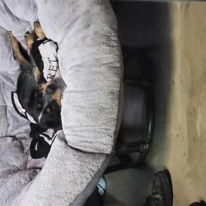 Lost Dog Unknown