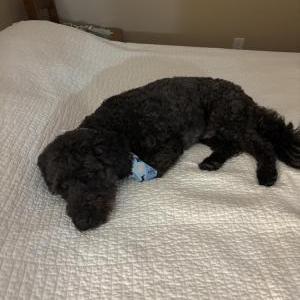Image of Miso, Lost Dog