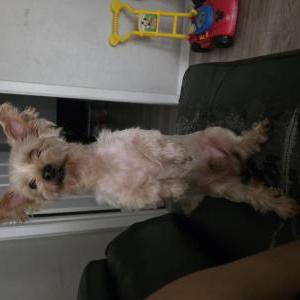 Image of Max, Lost Dog