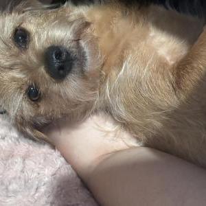 Image of Benito, Lost Dog