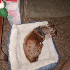 Image of Bo, Lost Dog