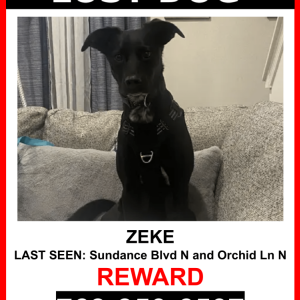 Image of Zeke, Lost Dog