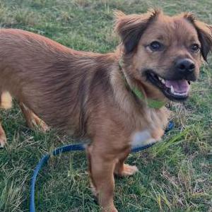 Image of Beau, Lost Dog