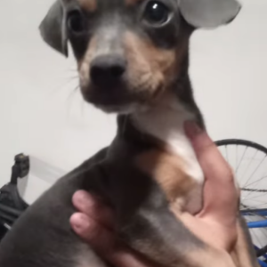 Image of Chili, Lost Dog