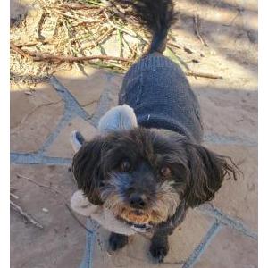 Image of Cookie, Lost Dog