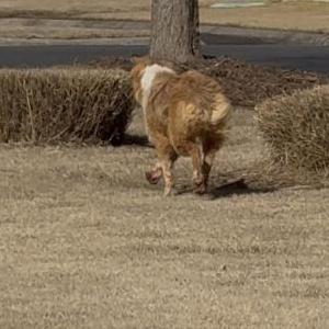 Image of NA, Found Dog