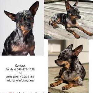 Image of Dracula, Lost Dog