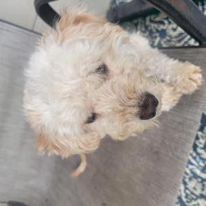 Image of Kobe, Lost Dog