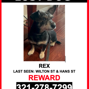 Image of REX, Lost Dog