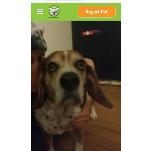 Image of Bagel, Lost Dog