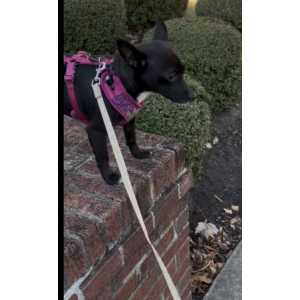 Lost Dog Angel (Pup Pup)