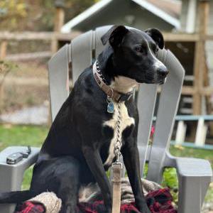 Lost Dog Lacy