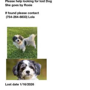 Image of Roxie, Lost Dog