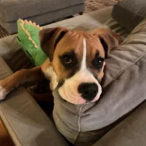 Image of Momo, Lost Dog