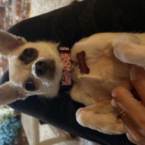 Image of Kate, Lost Dog