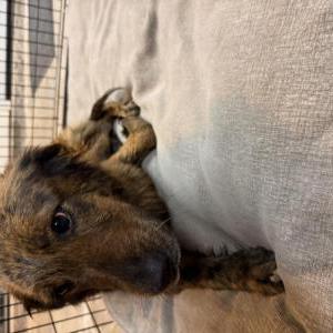 Image of Unknown, Lost Dog