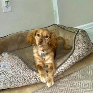 Lost Dog Pebbles