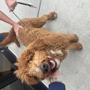 Image of Unknown, Found Dog