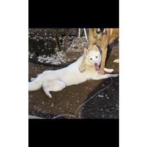 Image of Baby Doll, Lost Dog