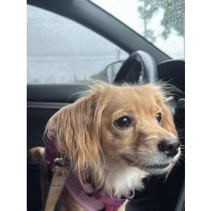 Lost Dog Izzy
