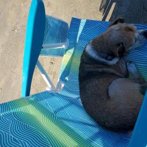 Image of Silas, Lost Dog