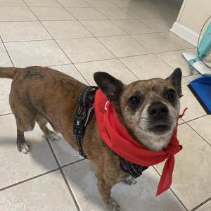 Image of Diggie, Lost Dog