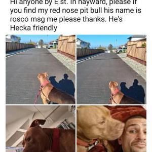 Lost Dog Rosco