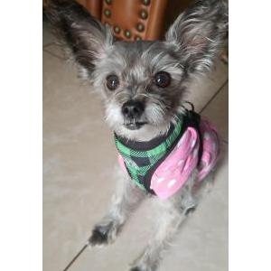 Lost Dog Shai