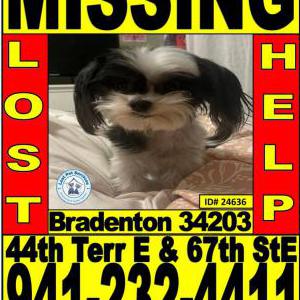 Image of Sophia, Lost Dog