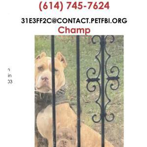 Lost Dog Champ