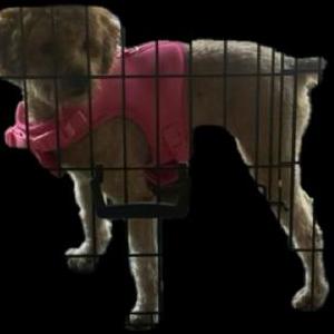 Image of Josie Jackson, Lost Dog