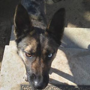 Image of unknown, Found Dog