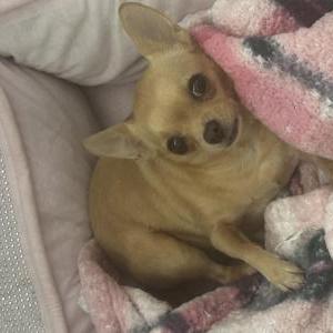 Image of Diamond, Lost Dog