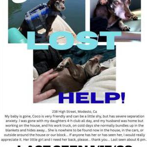 Image of Coco, Lost Dog