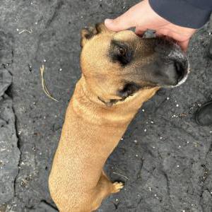 Lost Dog Gus