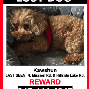 Image of KAWSHUN, Lost Dog