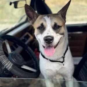 Image of Asher, Lost Dog