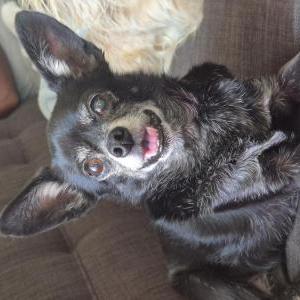 Image of Sasha, Lost Dog