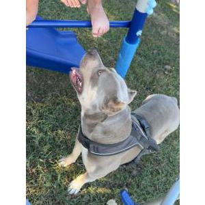 Image of Blu, Lost Dog