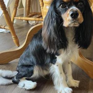 Image of Grover, Lost Dog